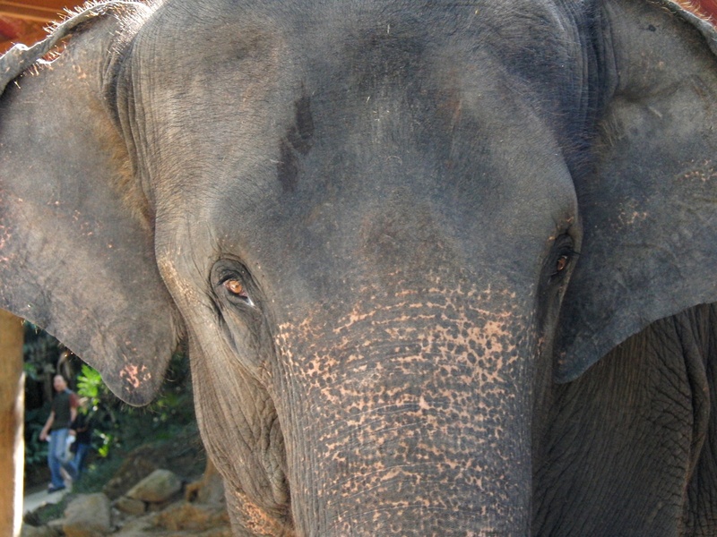 herbivorous, animal trunk, indian elephant, fold, proboscidea, close-up, one animal, front view, trumpet, mammal, animals in the wild, animal, animal body part
