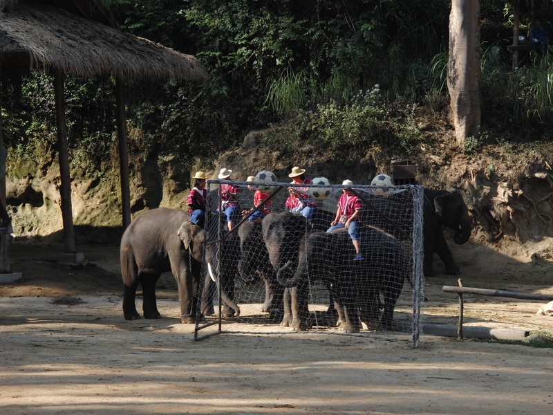 tropics, trumpet, sunlight, nature, outdoors, day, group of animals, mammal, pachyderm, plant, animal, 2K, group of people, animal wildlife, herd of elephants