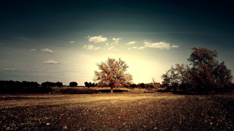 environment, day, landscape, growth, field, tranquil scene, savannah, sunlight, cloud - sky, 1080P, plant, grass, sky, non-urban scene, land, no people