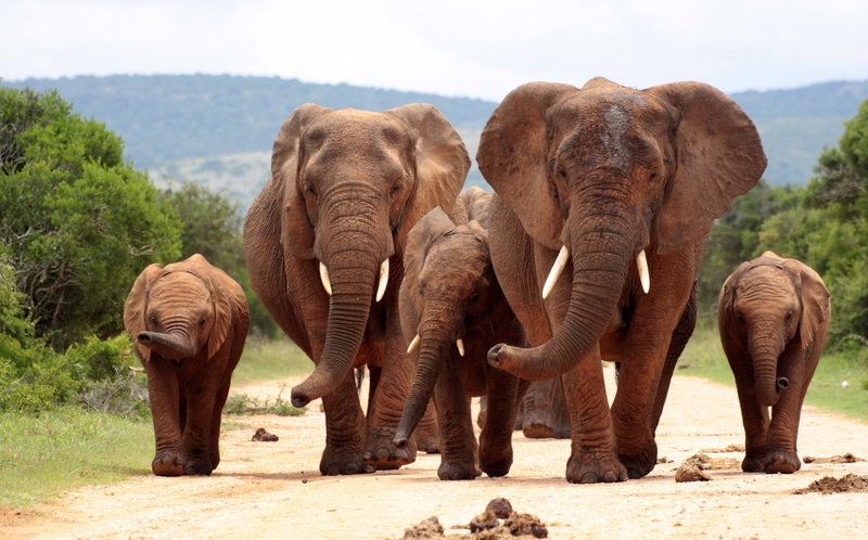animal, nature, day, group of animals, elephant calf, animal body part, vertebrate, mammal, animal family, animal wildlife, young animal, herbivorous, african elephant
