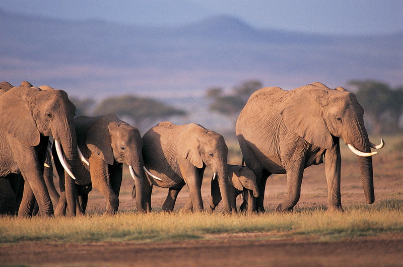 herbivorous, savannah, outdoors, young animal, animal family, walking, crowd, grey, 2K, africa, herd, national Park, large, elephant calf, no People, animal wildlife