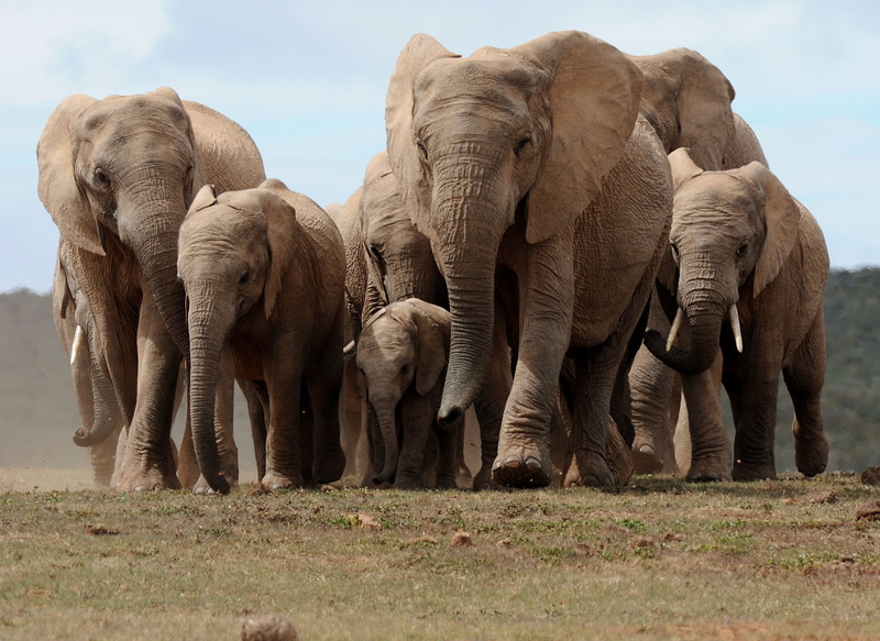 herbivorous, 2K, vertebrate, group of animals, animal family, outdoors, elephant calf, grass, no people, young animal, mammal, animals in the wild, animal trunk