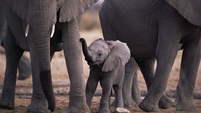 1080P, animal themes, family, animals In The Wild, safari, mammal, herd, animal Trunk, cub, safari Animals, animal wildlife, endangered Species, gray