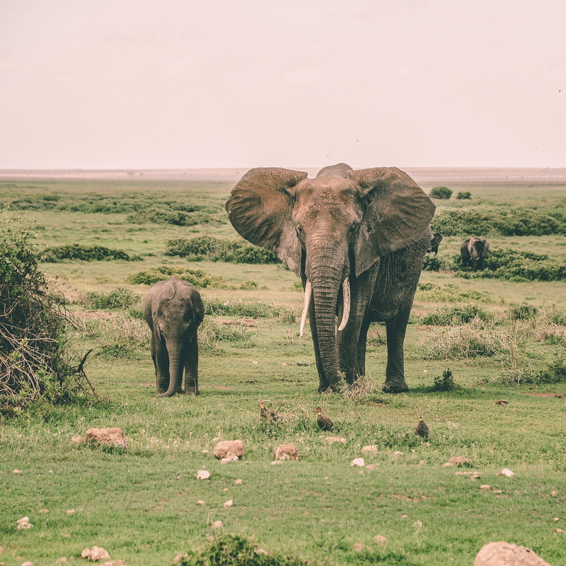 land, walking, elephants, 2K, national park, calf, grass, animals in the wild, adult, no people, mammal, vertebrate, animal family, landscape, plant, group of animals