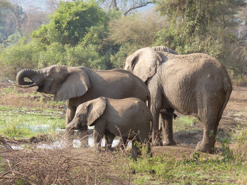elephants, elephant, tree, african elephant, two animals, herd, land, plant, 4K, Elephant Family, no people, nature, animal themes, young animal, animal wildlife