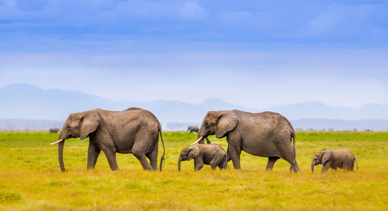 safari, animal, mammal, animal family, outdoors, animal themes, animal trunk, 1080P, herd, animals in the wild, vertebrate, grass, no people, side view
