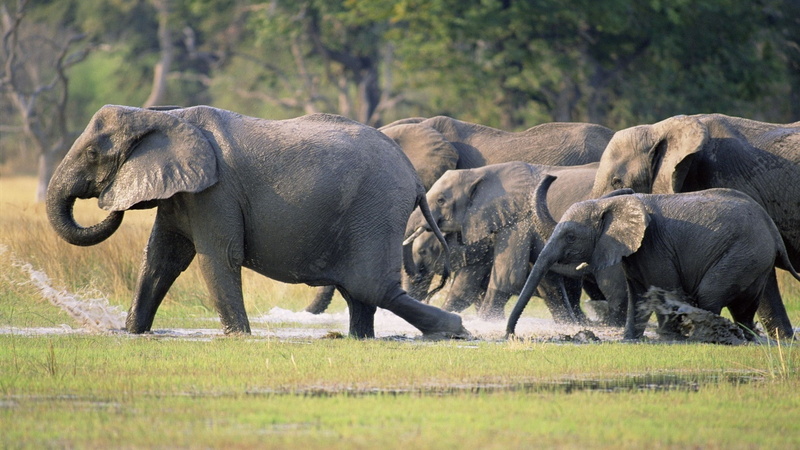 animal, tusk, animal family, safari, Herd, side view, mammal, animal trunk, Elephants, group of animals, animal wildlife, day, animals in the wild, animal themes