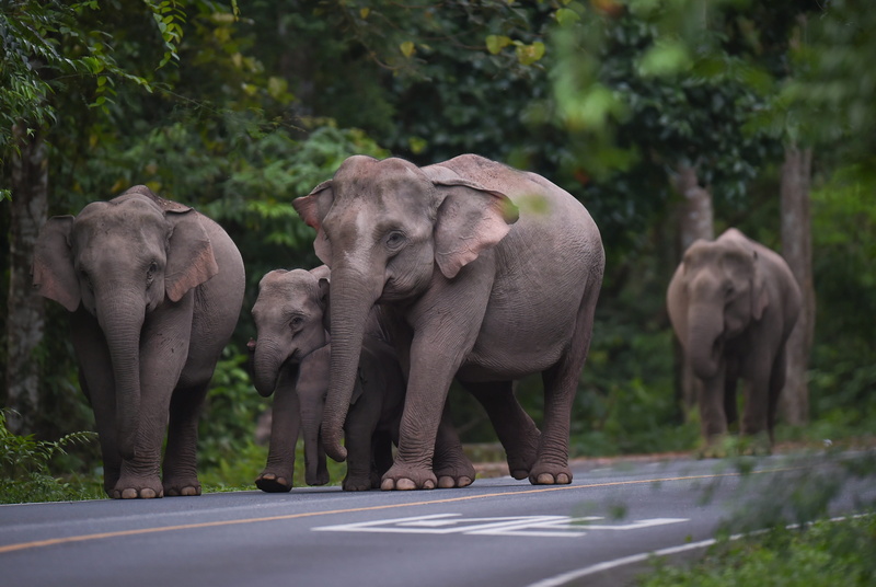 day, elephant, thailand, road, herbivorous, vertebrate, no people, animal trunk, young animal, elephant calf, transportation, tree, skin, animal wildlife