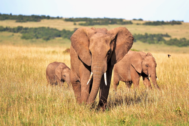 animals, tusks, nature, young animal, plant, mammal, wild animal, gray, animal, safari animals, herd, grass, safari, day, outdoors, environment, 2K, animal themes