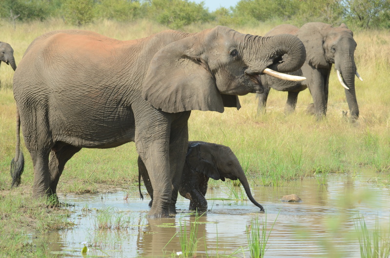 big, animal family, wild, tourism, day, drinking, mother, water, baby, herbivorous, elephant mother and baby, animal, vertebrate, outdoors, travel, conservation