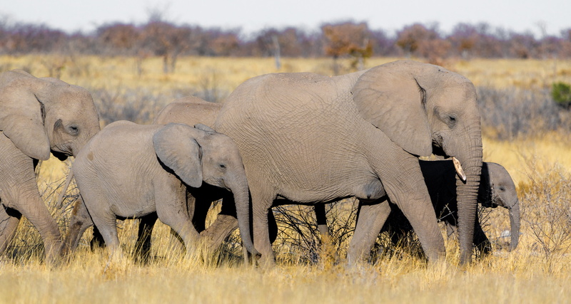 baby, elephant calf, plant, africa, grass, family, african elephant, wild, no people, group of animals, nature, dry, animals, vertebrate, mammal, animals in the wild