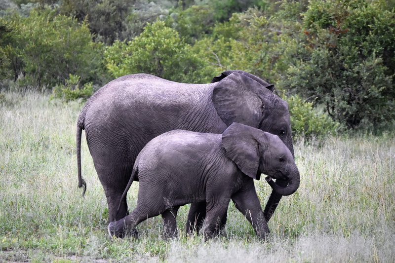 wild, herbivorous, african elephant, animal wildlife, trunk, africa, animals in the wild, wildlife, outdoors, safari, two animals, animal family, wilderness