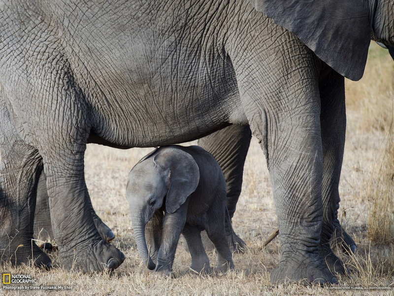 two animals, african elephant, geographic, animal body part, animal wildlife, group of animals, gray, safari, care, animal, 1080P, wallp, animal family