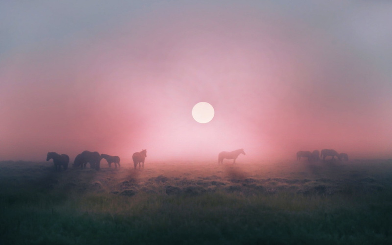 nature, beauty in nature, sky, african elephant, animal wildlife, animal, environment, no people, calm, group of animals, sun, elephant, herbivorous, horse