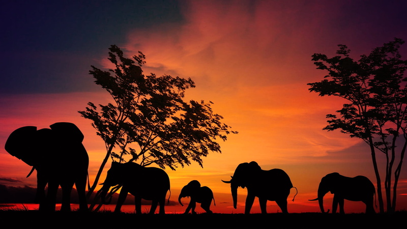 domestic animals, tree, mammal, people, elephant, group of animals, animal, animals in the wild, beauty in nature, plant, herd, sunset, evening, herbivorous