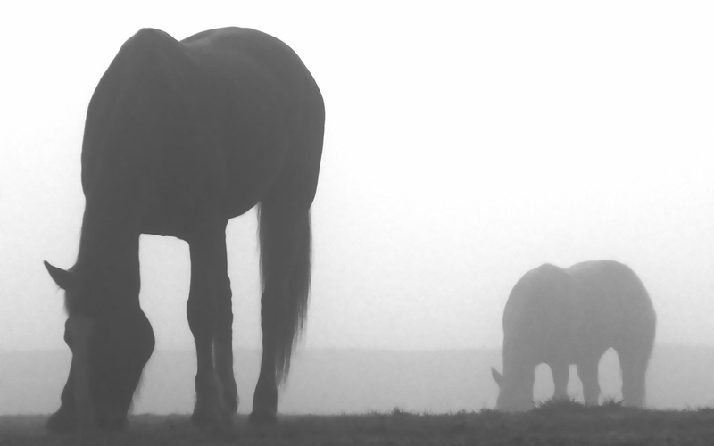 sky, domestic animals, group of animals, horse, animals in the wild, animal wildlife, mist, animal family, monochrome, herbivorous, field, outdoors, mammal