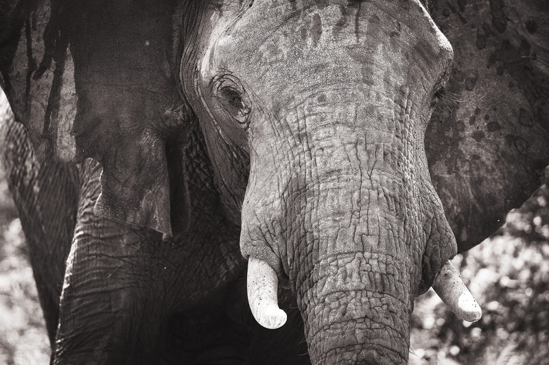 elephant portrait, outdoors, gray, black and white, monochrome, aimal, one animal, elephant face, elephant, trunk, herbivorous, animal head, vertebrate
