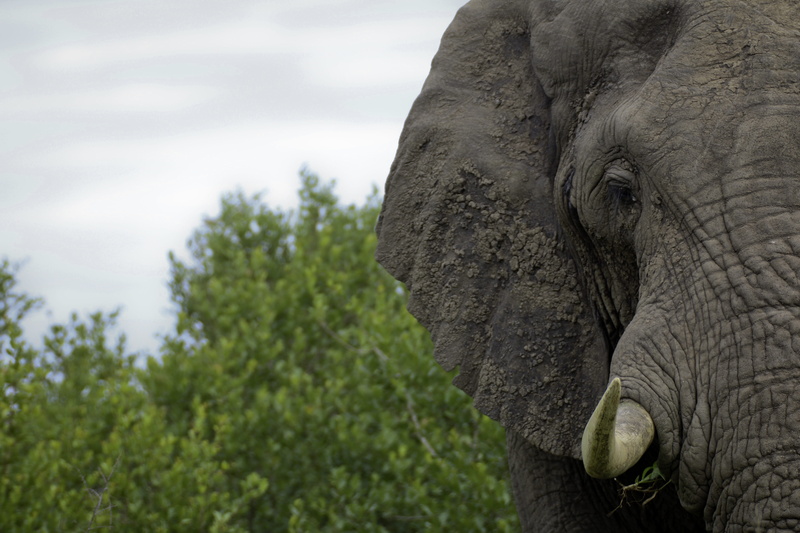 animal wildlife, mammal, plant, safari, 5K, tusk, closeup, african elephant, animal themes, animals in the wild, gray, photography, focus on foreground