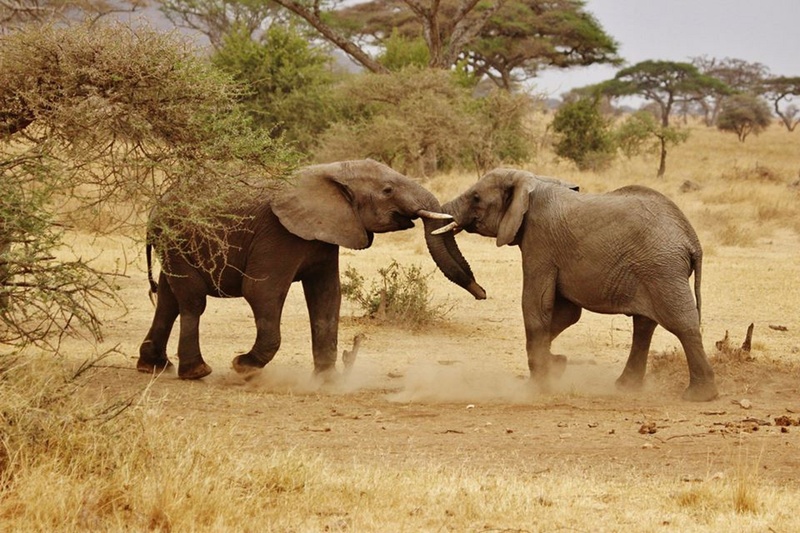 wildlife, black, animal themes, african elephant, serengeti, facing, elephant, plant, herbivorous, animal, animal wildlife, animals, mammal, dust, serengeti national park