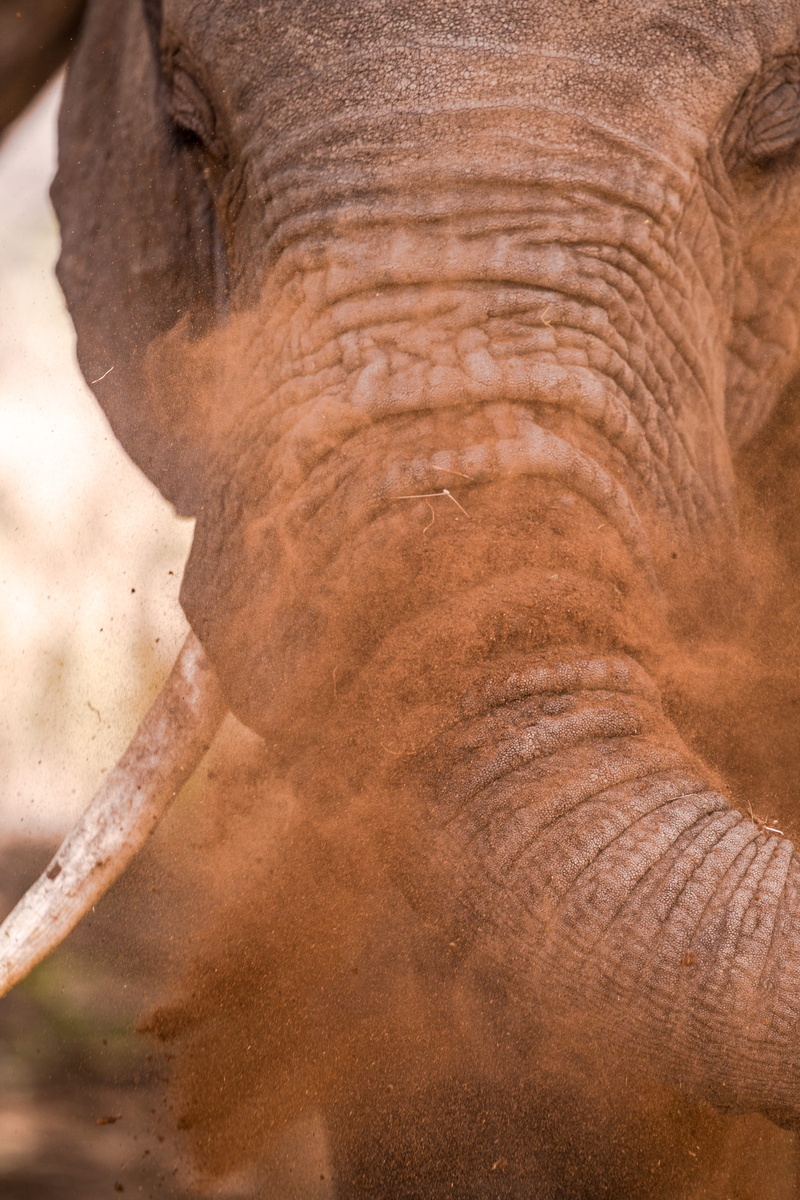 5K, brown, photo, full frame, herbivorous, mammoth, nature, closeup, elephant, s, mammal, animal themes, close-up, land, animal, animal wildlife, gray