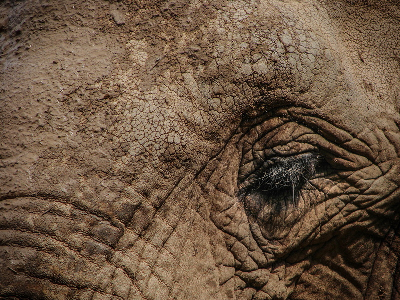 animal Skin, african elephant, mammal, animal wildlife, skin, love, large, herbivorous, endangered, wild, jungle, close-up, wrinkled, texture, animal body part