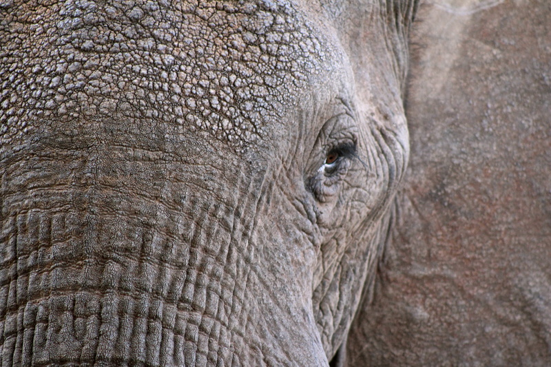 animal eye, elephant, animal body part, outdoors, photo, eye, african elephant, animal themes, one animal, animal wildlife, herbivorous, vertebrate, day