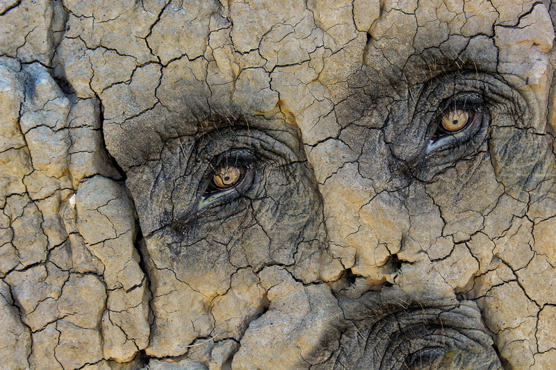 5K, texture, close-up, form, features, animals in the wild, elephant, textured, ride, nature, outdoors, full frame, animal body part, animal eye, cracked