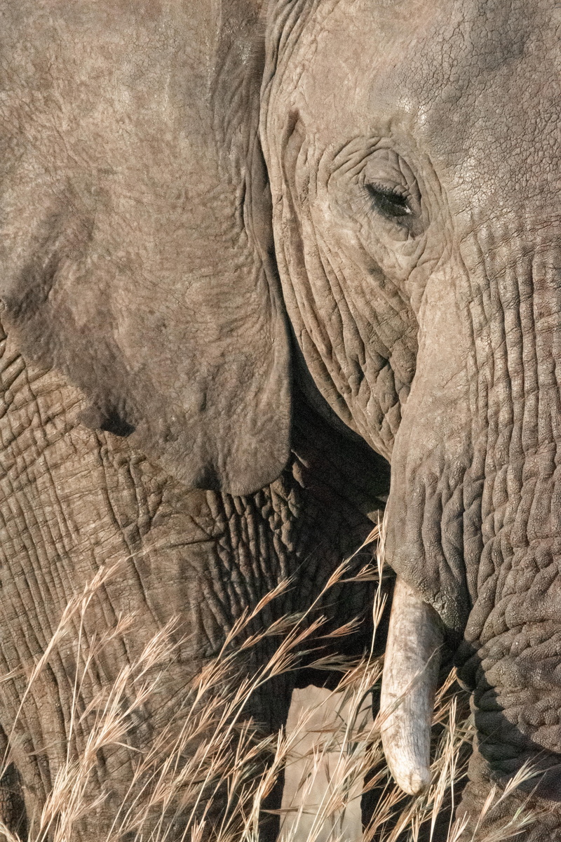 animal, one animal, animal body part, animal wildlife, animal themes, animal trunk, tusk, animal head, animals in the wild, nature, herbivorous, african elephant