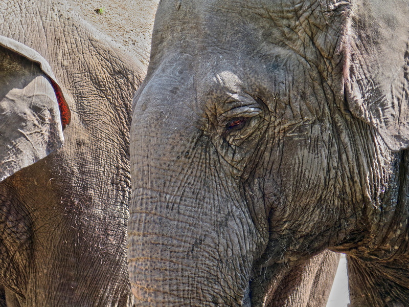 mood, outdoors, nature, elephant, wild animal, animal, sad, animal trunk, close up, no people, old, eye, animal head, animal themes, grey, fold, mammal