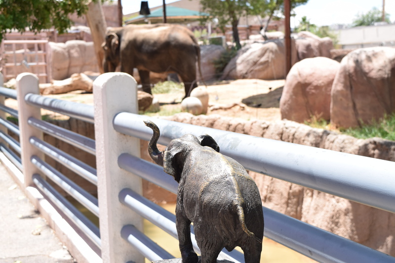 outdoors, elephant, farm, grass, face, summer, sunlight, focus on foreground, vertebrate, large, domestic, el paso zoo, zoo, safari, animal wildlife, travel