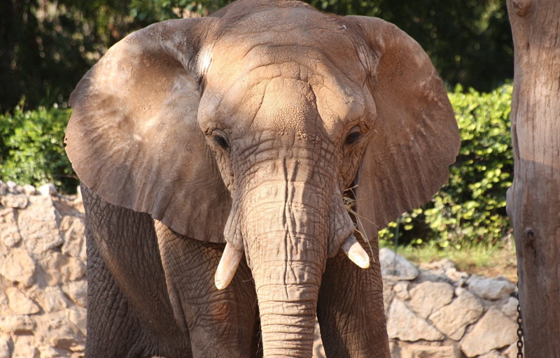 african, animal body part, animal, 1080P, african elephant, no people, animal trunk, front view, elephant, portrait, powerful, grey, strong, outdoors
