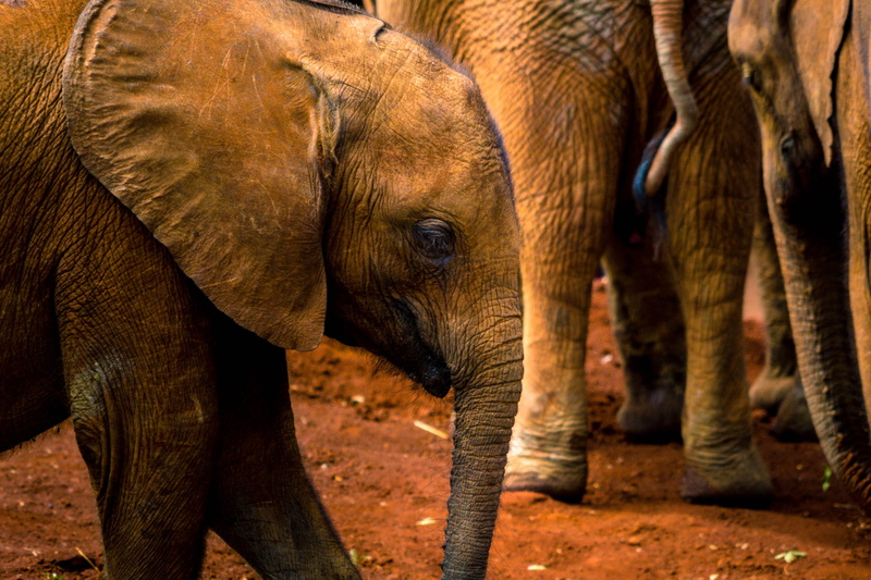 animal wildlife, ear, animal themes, togetherness, rough, elephant, animal trunk, outdoors, african elephant, 2K, person, mammal, group of animals, vertebrate