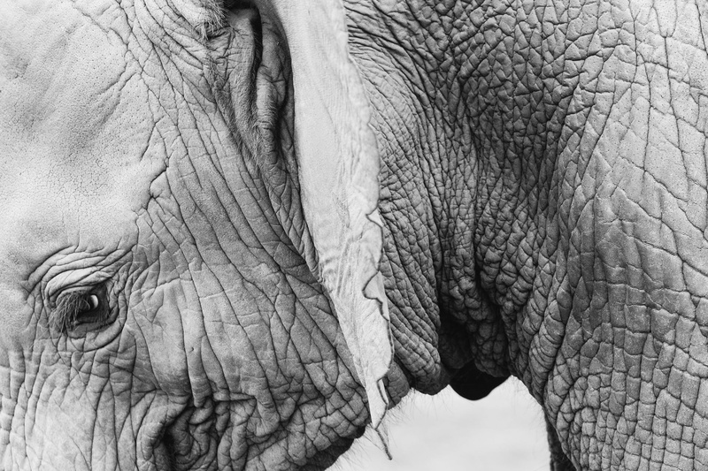 herbivorous, animal trunk, animal themes, day, animal wildlife, photography, elephant, grayscale, macro, ear, texture, wrinkled, thick, baby, eye, animal skin