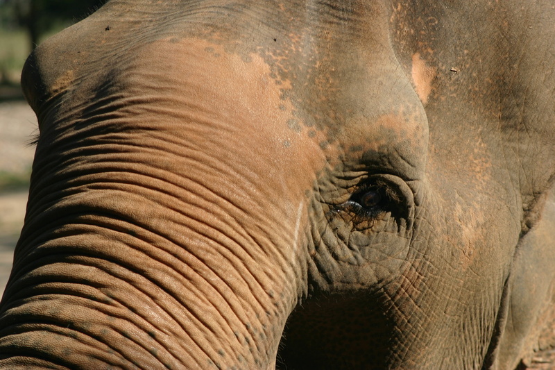 face, day, one animal, outdoors, vertebrate, safari, focus on foreground, endangered, asia, no people, trunk, Eye, herbivorous, 2K, animal body part, Animal