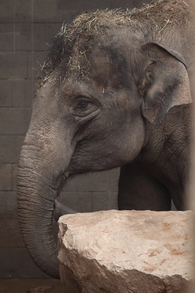 day, sculpture, trunk, animal trunk, safari, animals in captivity, skin, zoo, animal head, vertebrate, mammal, animal themes, close-up, no people, grey