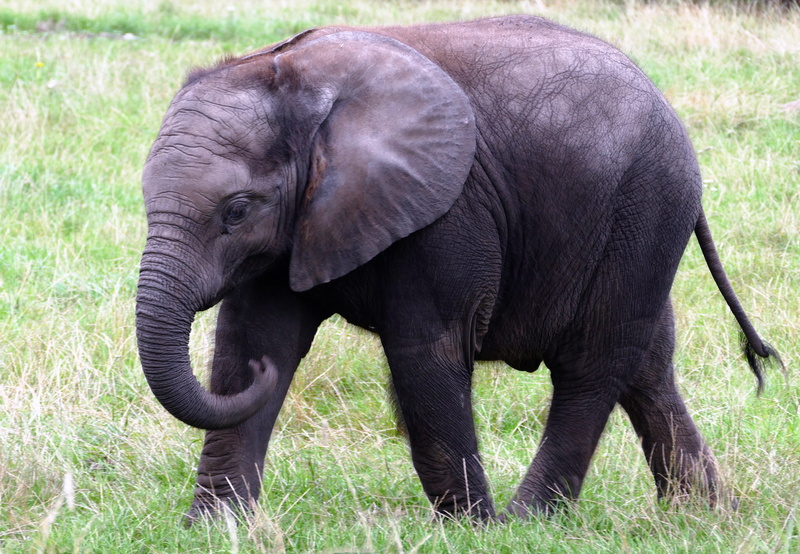 animal wildlife, one animal, mammal, day, ears, cute, elephant, grass, big, large, grasses, strength, reserve, standing, tusk, wild, head, grey, powerful
