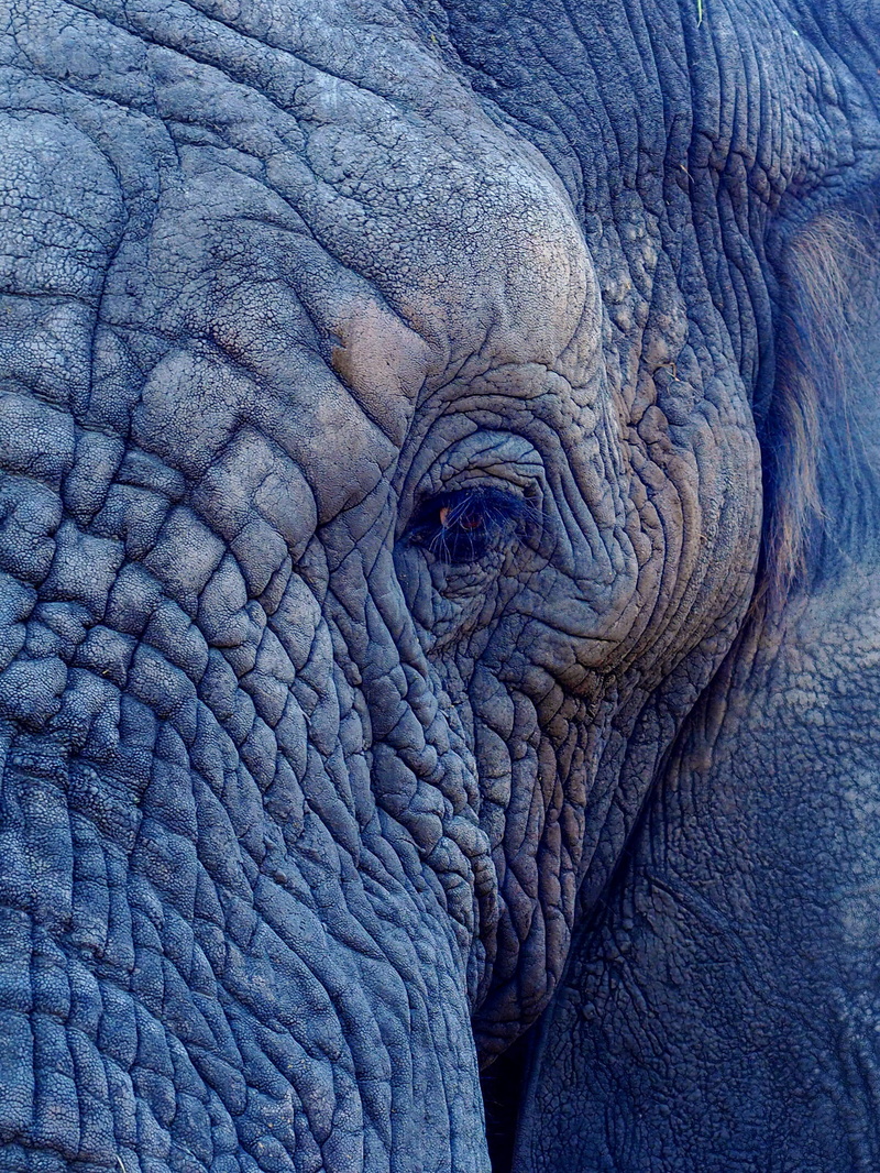 face, elephant, photography, eye, animal themes, wrinkled, animal skin, pattern, texture, textured, mammal, focus, close-up, animal eye, gray, backgrounds