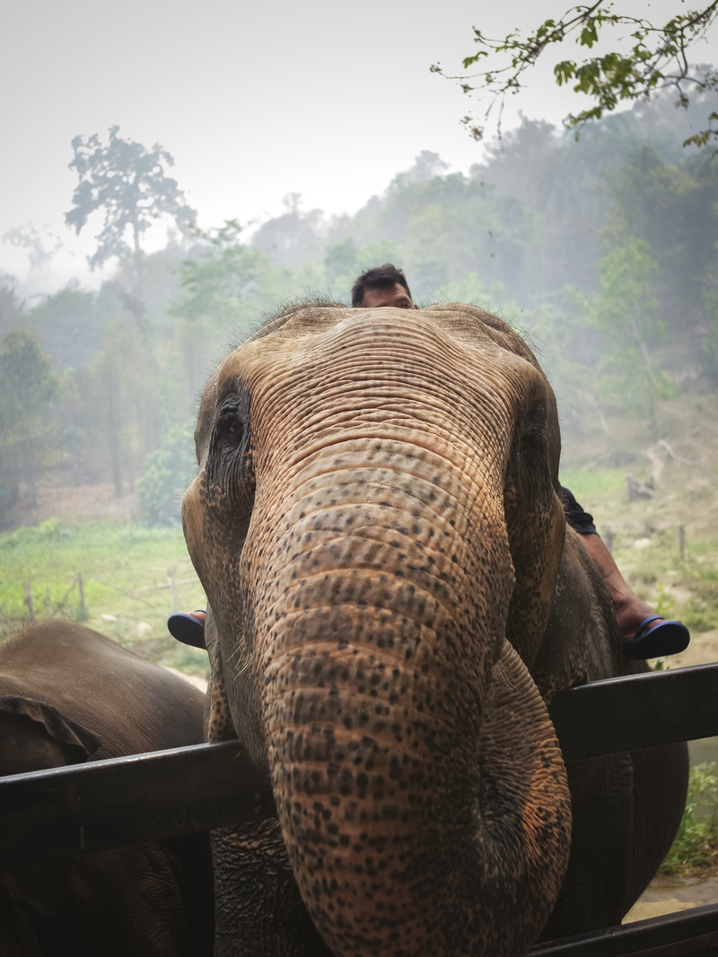 land, rear view, mammal, transportation, photo, one person, leisure activities, herbivorous, plant, animals in the wild, domestic animals, wildlife, vegetation