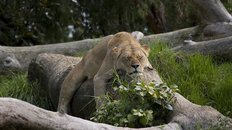 furry, one animal, leo, safari, lion - feline, mane, eye, rock, africa, 1080P, park, fur, big cat, tree, solid, african, male, rock - object, animals in the wild