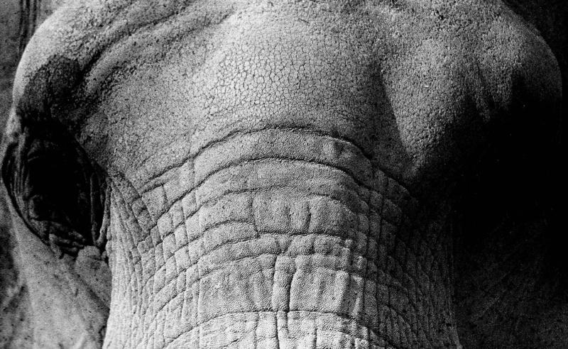 close-up, animal skin, animals in the wild, animal body part, vertebrate, animal wildlife, body part, detail, Wild, animal themes, one animal, herbivorous