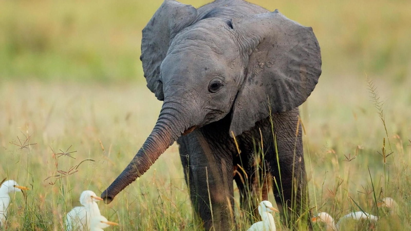 1080P, animal, herbivorous, animal wildlife, animal themes, animal body part, land, jugando, day, outdoors, plant, animals in the wild, nature, elephant