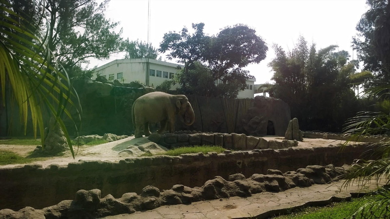 zoo, green, sculpture, plant, history, outdoors, elephant, no people, rock - object, 1080P, elefante, zoologico, solid, building exterior, built structure