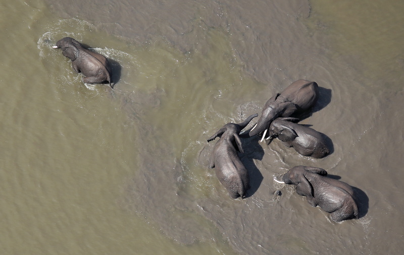 muddy water, ocean, water, body, group Of Animals, hippopotamus, wildlife, aerial, african elephant, baby, family, safari, bathing, animal, elefante, herd