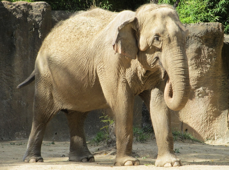 paquidermo, elefante, animales, 1080P