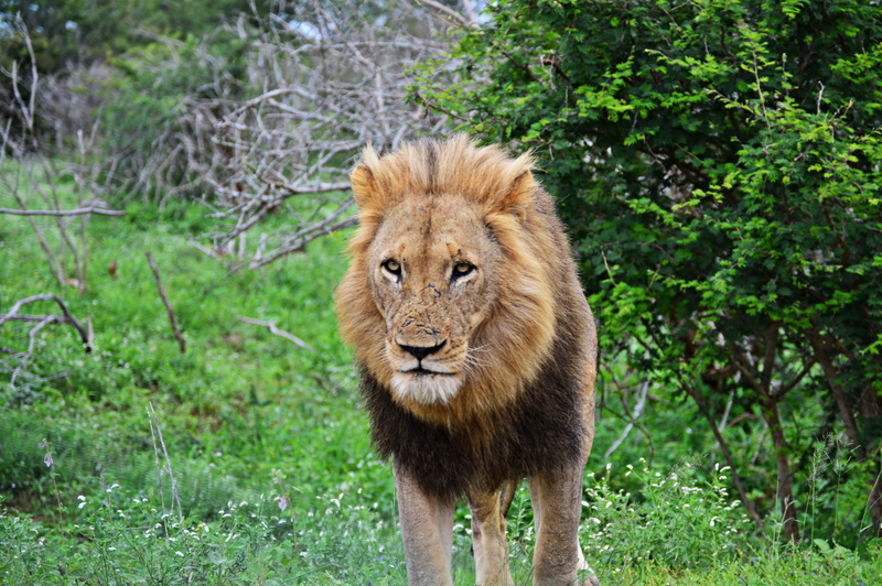 predator, wildlife, animal wildlife, plant, lion, nature, whisker, one animal, lion - feline, big five, animals in the wild, kruger park, africa, cat, domestic animals