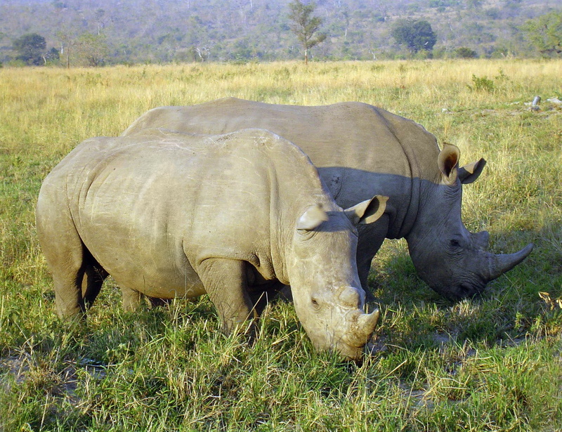 rhinos, animal wildlife, no people, wilderness, herbivorous, south africa, day, animal, Rhinoceros, 1080P, two, animals in the wild, grazing, safari animals