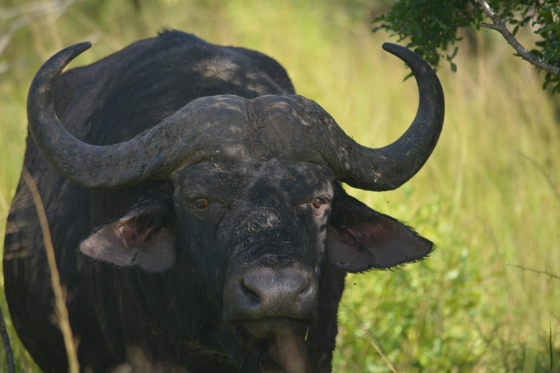 black color, domestic animals, africa, day, cape buffalo, buffalo, hluhluwe, one animal, no people, big five, vertebrate, land, herbivorous, animal head