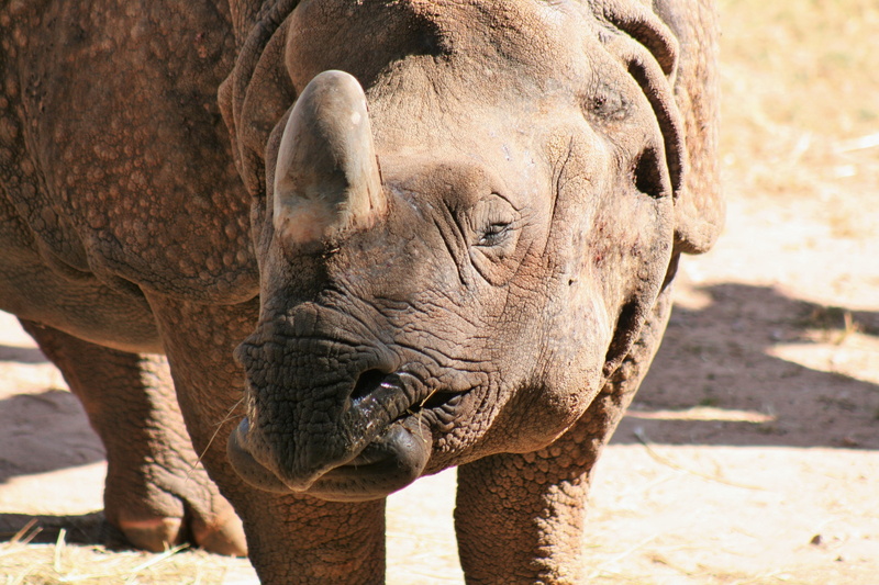 safari animals, 4K, animals in the wild, big five, wildlife photography, herbivorous, outdoors, animal body part, panzer, horn, domestic animals, animal world