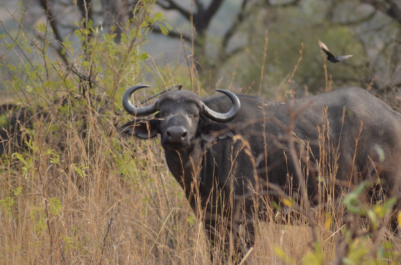 safari, animals in the wild, buffalo, wilderness, wildlife photography, big five, domestic animals, africa, no people, african buffalo, national park, animal