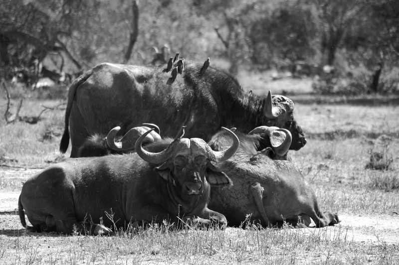 cattle, africa, wild, vertebrate, no people, nature, mammal, relaxation, outdoors, grass, land, african Buffalo, domestic animals, herbivorous, wildlife